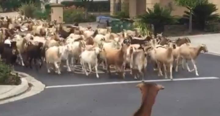 Watch as a herd of nearly 200 goats wreaks havoc on a California city - globalnews.ca - state California - city San Jose