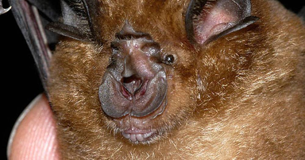 Scientists 'pinpoint exact kind of bat responsible for spreading coronavirus' - dailystar.co.uk - China - city Wuhan - Usa - Hong Kong