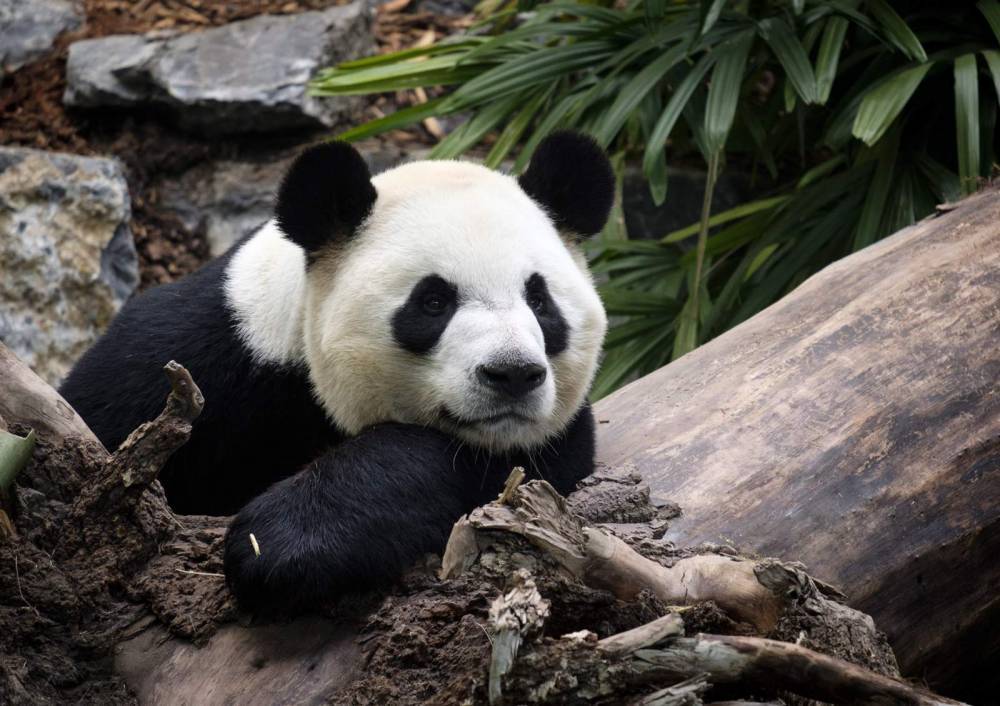 Calgary Zoo returning pandas to China due to bamboo barriers - clickorlando.com - China - Canada - city Alberta