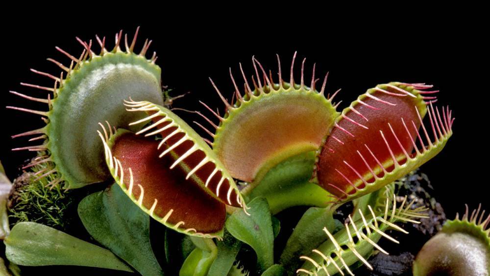 How Venus flytraps evolved their taste for meat - sciencemag.org