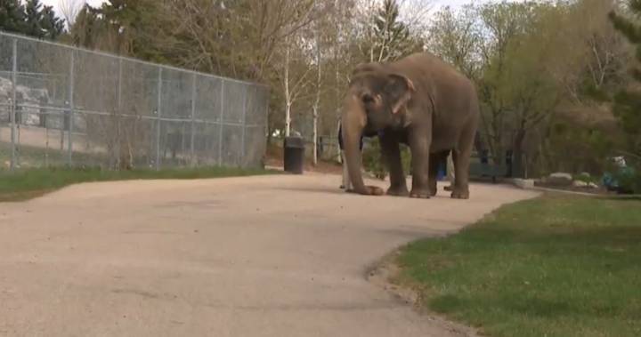 Creature comforts: a look inside the currently closed Edmonton Valley Zoo - globalnews.ca - Canada