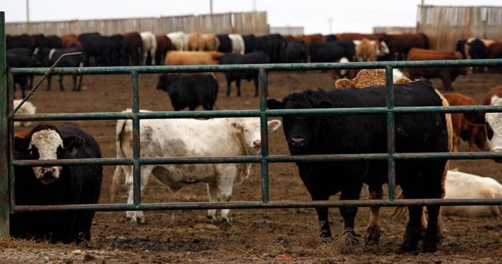 Coronavirus: Saskatchewan announces $10M in aid for livestock producers - globalnews.ca