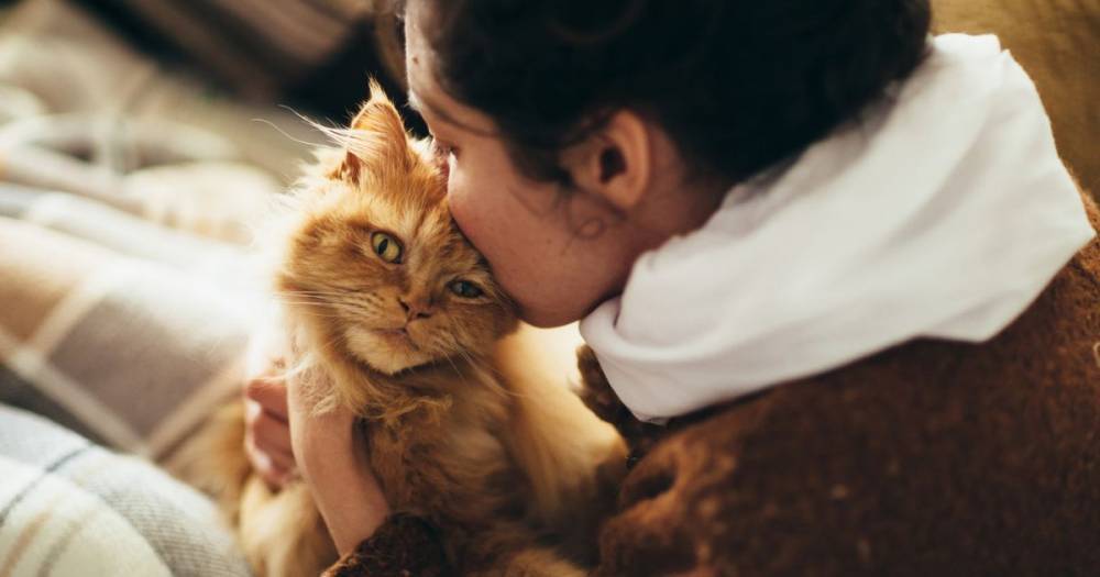 Cat owners told 'don't kiss your pets' over 'risk of catching coronavirus' - dailystar.co.uk - France - state Wisconsin