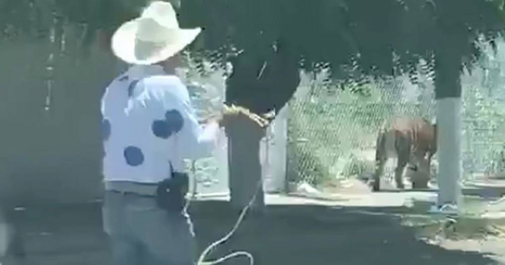 Bizarre moment tiger strolls into city before brave cowboy captures it with lasso - dailystar.co.uk - Mexico