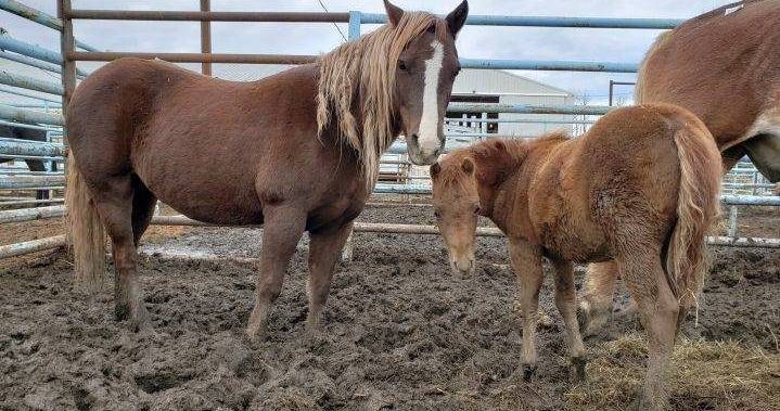 Canadian horse owners could be forced to sell for slaughter as finances battered by COVID-19 - globalnews.ca - Canada