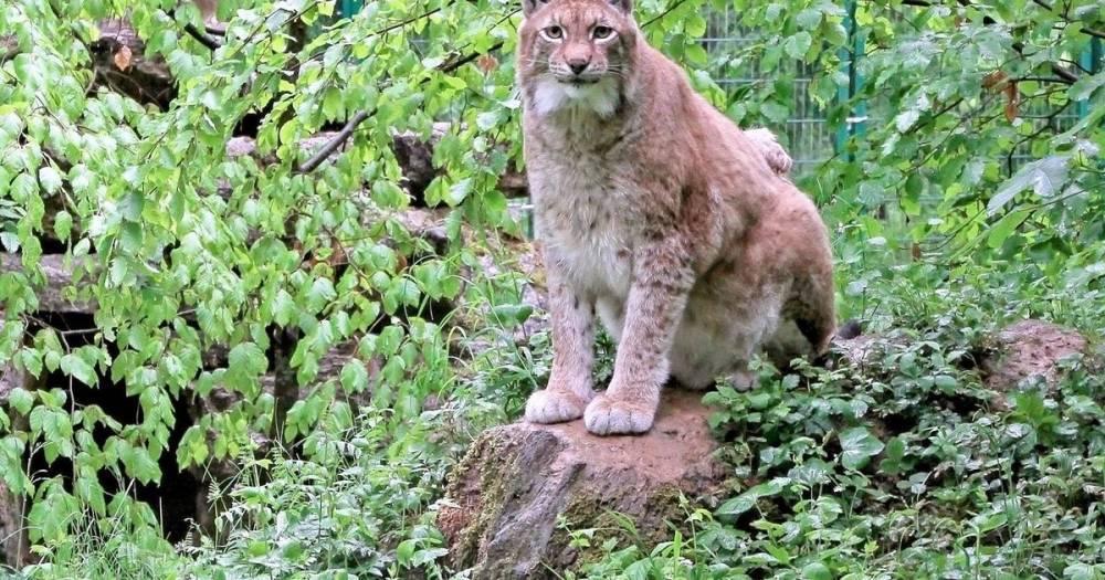 World's fattest lynx who used to steal food from family members dies - dailystar.co.uk - Usa - Germany - county Park