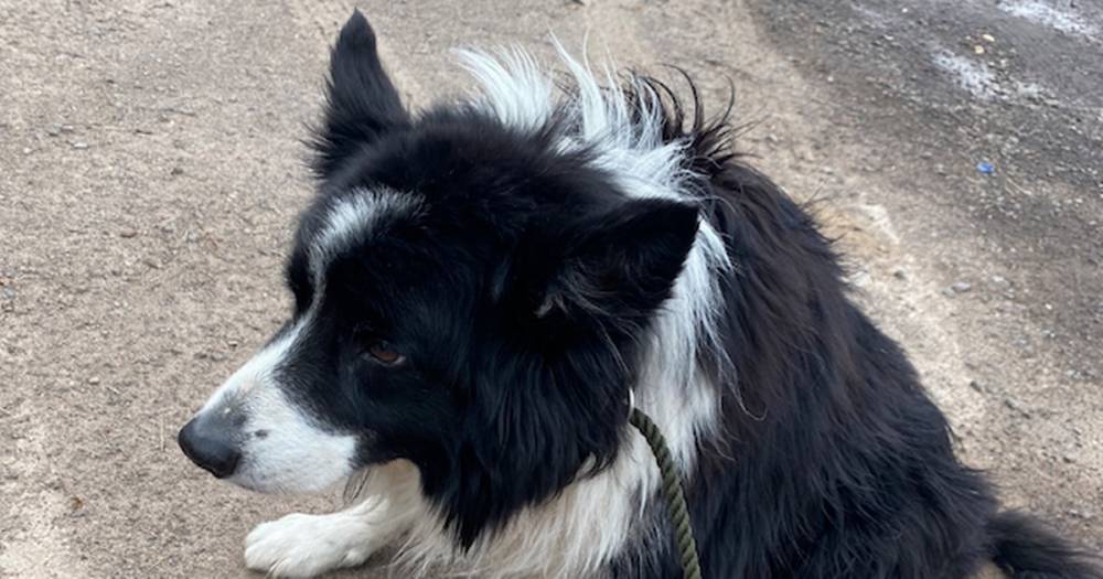 Tragic collie dog dumped next to Scots road with maggot infested wound put to sleep - dailyrecord.co.uk - Scotland
