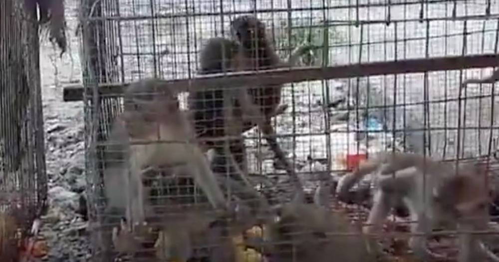 Severed dog heads, animal brains and monkey cages: Horror video exposes wet markets - dailystar.co.uk - China - Thailand - Philippines - Indonesia - Cambodia - Vietnam