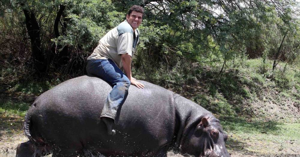 Horrific injuries of farmer mauled to death by pet hippo who was 'like a son' to him - mirror.co.uk - South Africa