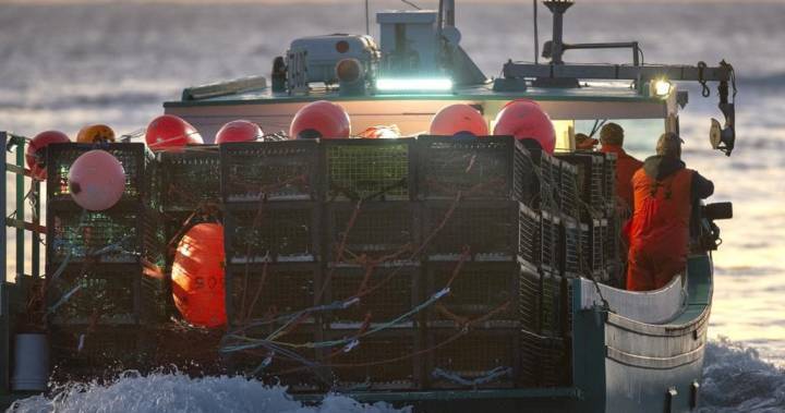 Blaine Higgs - Spring lobster season opens amid manpower concerns for processors - globalnews.ca - city New Brunswick