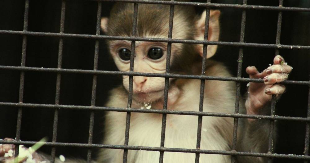 Coronavirus vaccine boost as trials on monkeys show it stops virus reaching lungs - mirror.co.uk - Britain - city Oxford