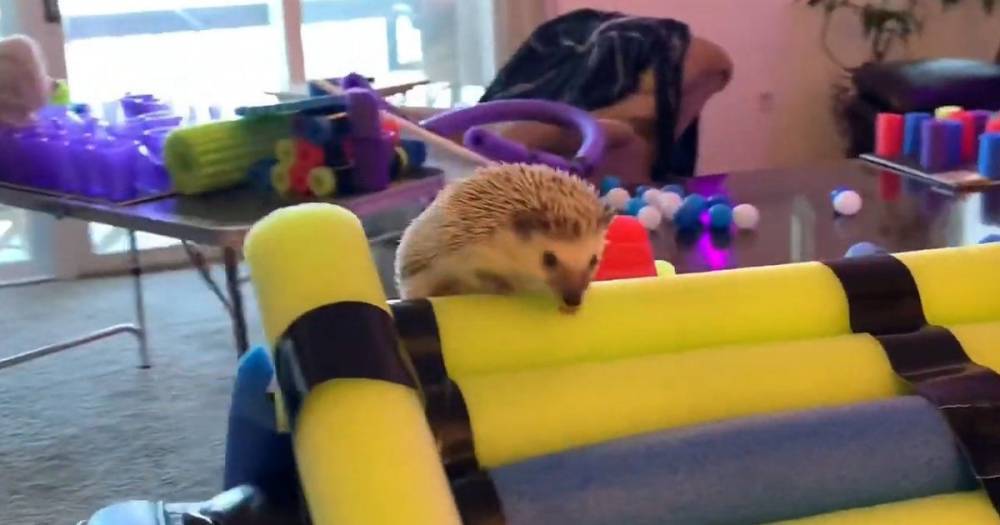 Man turns home into giant Ninja Warrior course for hedgehog in lockdown - mirror.co.uk - state New Jersey - Jersey
