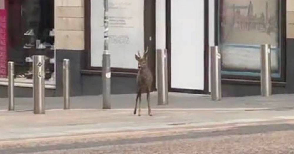 Nicola Sturgeon - Deer filmed roaming deserted British high street during coronavirus lockdown - dailystar.co.uk - Britain - Scotland