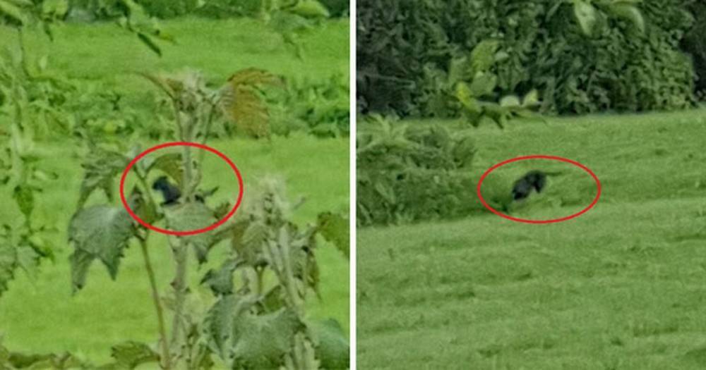 'Big cat' spotted 'mauling something in grass' near spot where lamb was decapitated - dailystar.co.uk