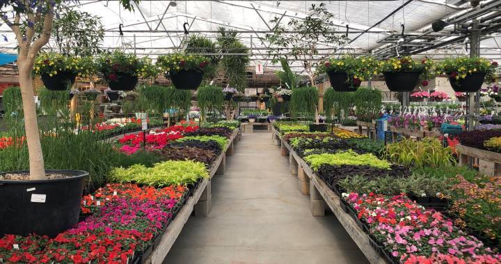 Coronavirus: Winnipeg garden centre owner says customers stressed as economy reopens - globalnews.ca