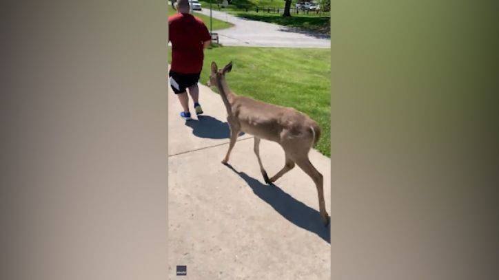 ‘It likes you’: Deer gallops alongside Missouri joggers on run - fox29.com - state Missouri - Chad