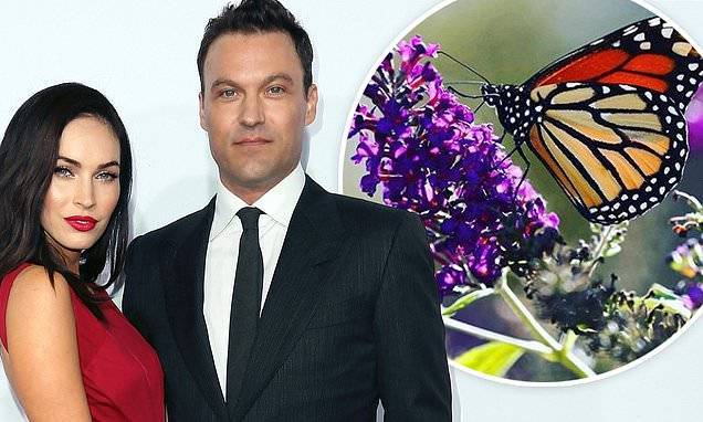 Megan Fox - Brian Austin Green posts cryptic message about butterflies feeling 'smothered' - dailymail.co.uk - Austin, county Green - city Austin, county Green - county Green