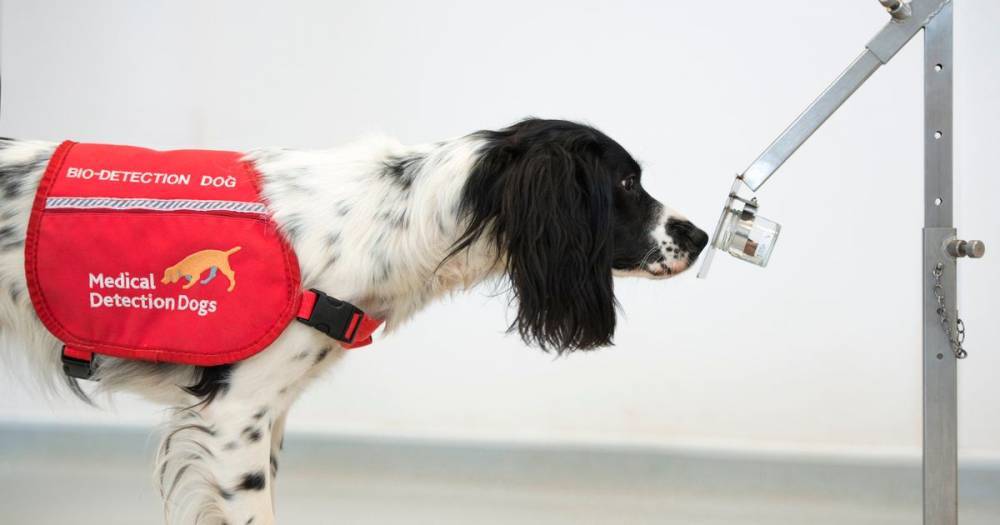 UK Government to help fund trials to see if sniffer dogs can detect coronavirus in humans - manchestereveningnews.co.uk - Britain