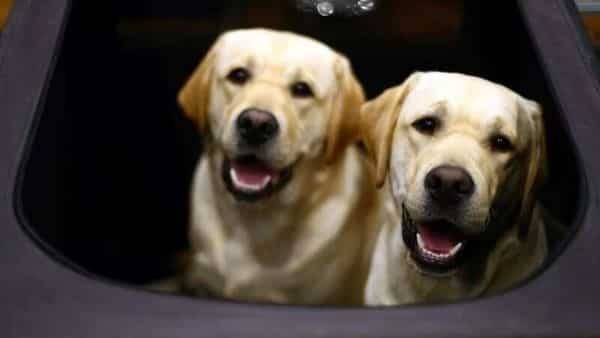 UK researchers give $606,000 to test dogs' ability to 'sniff' out Covid-19 - livemint.com - Britain - city London