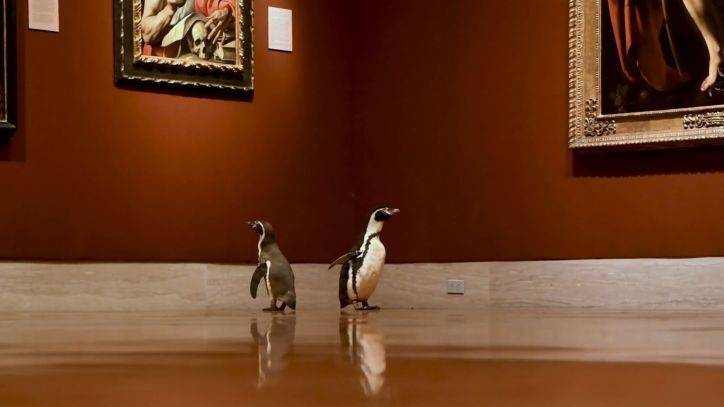 Penguins get private tour of Kansas City art museum closed during pandemic - fox29.com - state Missouri - city Kansas City, state Missouri