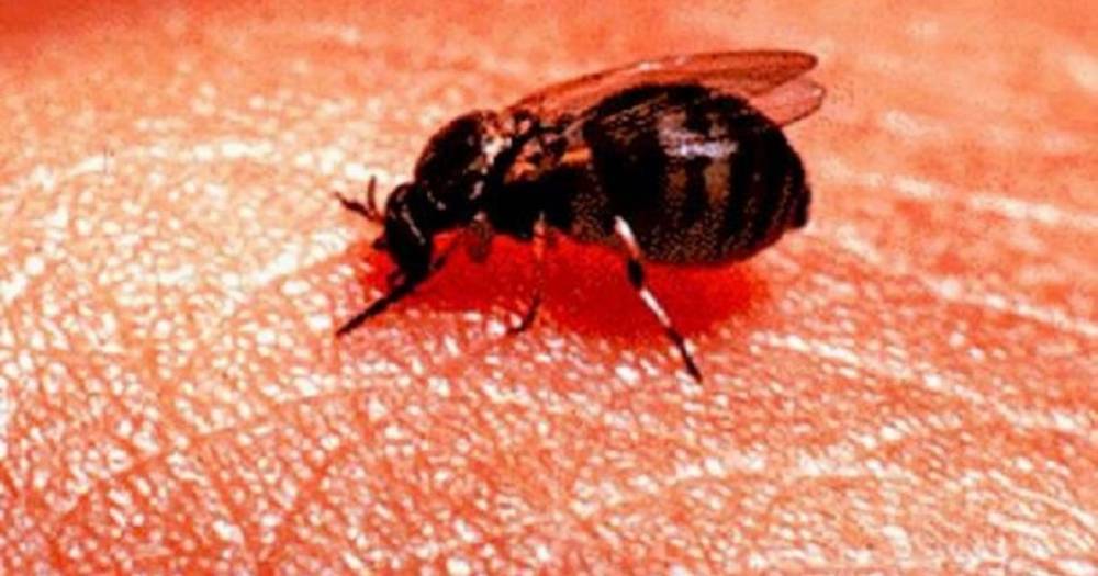 Blood-sucking flies that cause groin swelling and fever to descend on Brits this week - dailystar.co.uk - Britain