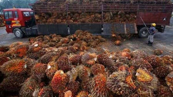 After four months, India resumes purchases of Malaysian palm oil, say traders - livemint.com - Singapore - India - Indonesia - Malaysia - city Mumbai - city Kuala Lumpur, Malaysia