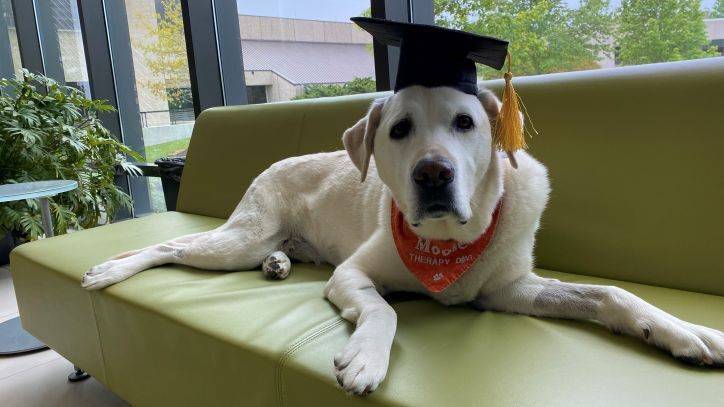 Therapy dog who has helped thousands of students awarded honorary doctorate from Virginia Tech - fox29.com - state Virginia