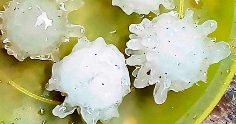 Huge coronavirus-shaped hailstones smashing Mexico 'a message from God to stay home' - dailystar.co.uk - Mexico - county Leon