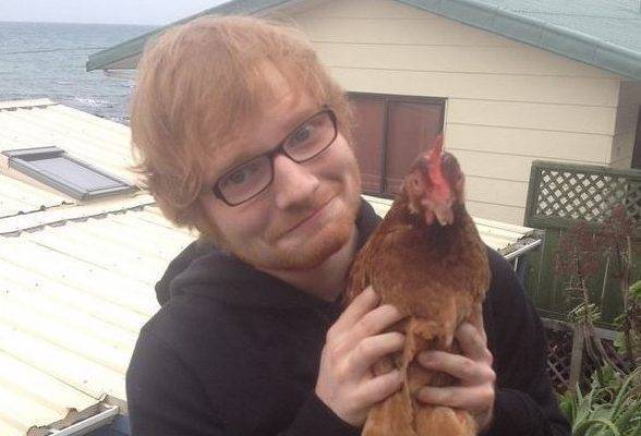 Ed Sheeran - Ed Sheeran loses several chickens after fox attack on his £3.7million Suffolk estate - thesun.co.uk