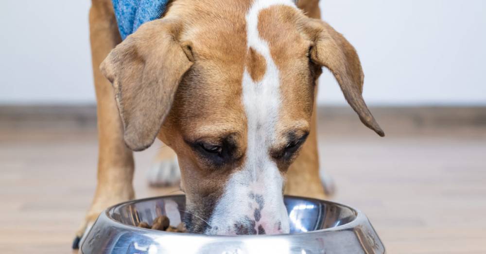 Raw dog food contains drug resistant bacteria, study finds - medicalnewstoday.com