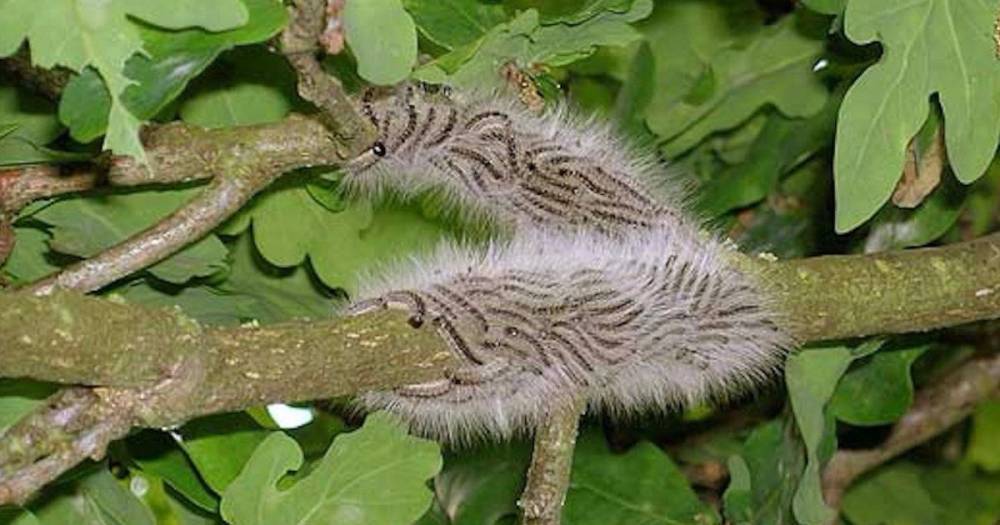 Toxic caterpillars that cause rashes, asthma attacks, vomiting and fever invade UK - dailystar.co.uk - Britain - city Holland