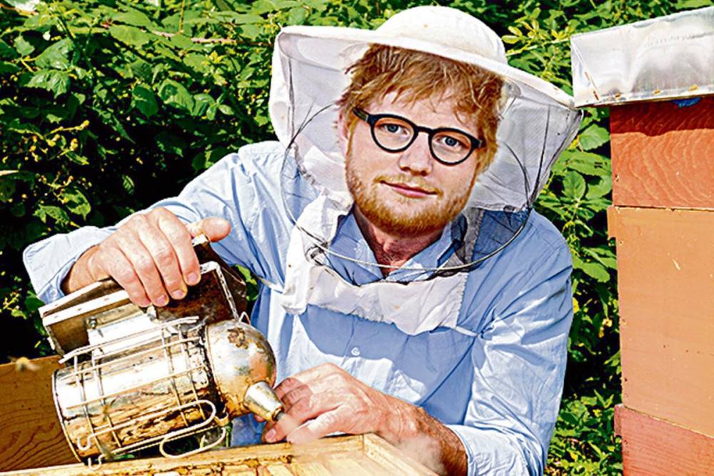Cherry Seaborn - Ed Sheeran has become a beekeeper and is making his own honey at his 16 acre Suffolk estate dubbed ‘Sheeranville’ - thesun.co.uk - county Suffolk