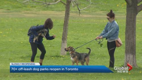 Matthew Bingley - Toronto re-opens dog parks closed during coronavirus pandemic - globalnews.ca