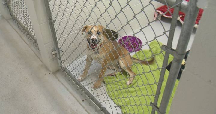 Increased demand for emergency pet boarding at Okanagan SPCA shelters - globalnews.ca