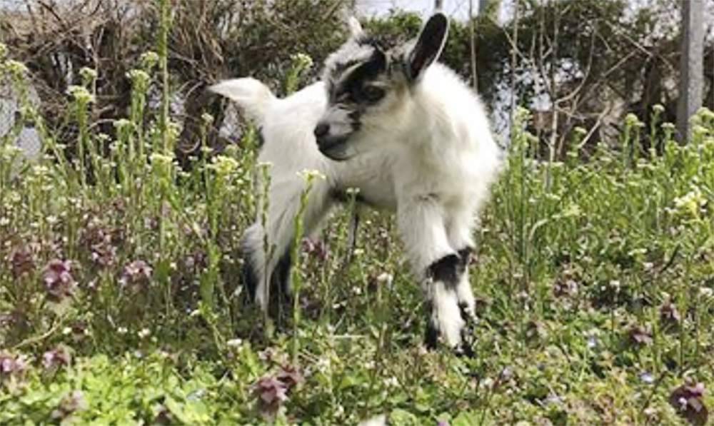 Baby goat stolen from Baltimore garden reunited with owners - clickorlando.com - Nigeria - city Baltimore