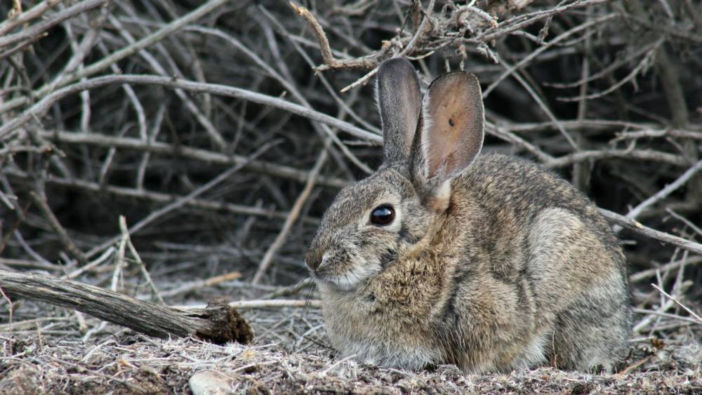 A deadly virus is killing wild rabbits in North America - sciencemag.org - China - Australia - state California - state Oklahoma