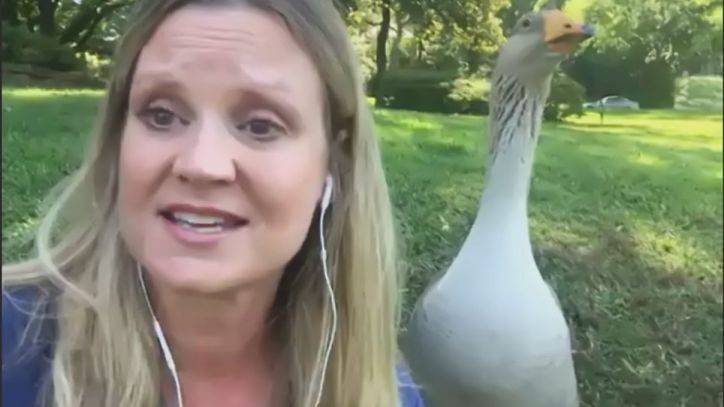 North Texas - North Texas woman forms unlikely friendship with goose while social distancing - fox29.com - state Texas
