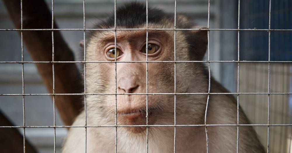 Beth Israel - Monkeys in coronavirus tests 'develop immunity' in two different studies - dailystar.co.uk - Usa - Israel