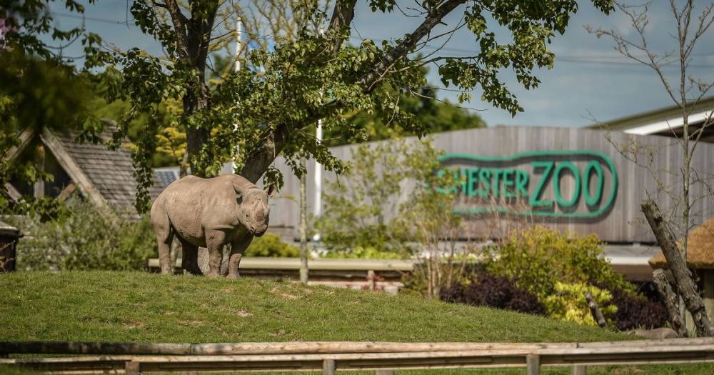 Self-scanning tickets and floor markings among changes at Chester Zoo as staff pave the way for reopening - manchestereveningnews.co.uk
