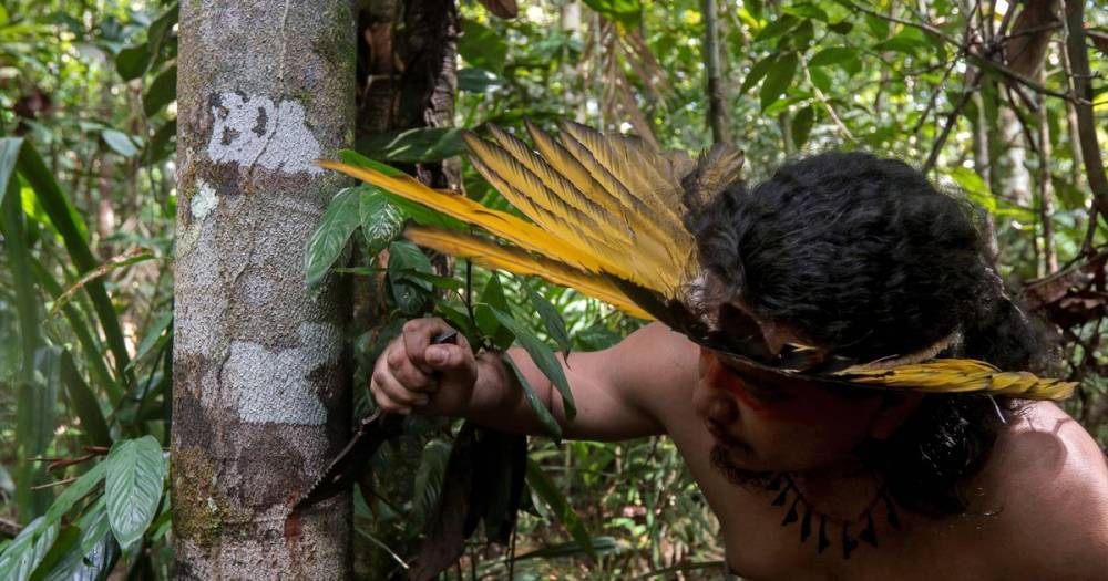Remote Amazon tribe in bizarre coronavirus cure including honey and tree bark - dailystar.co.uk - Brazil