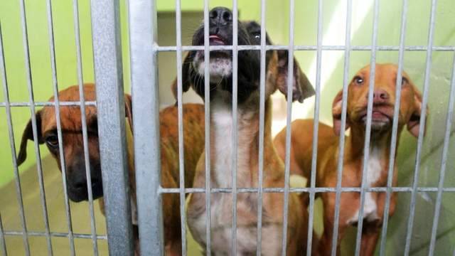 Orange County Animal Services to reopen after months amid coronavirus pandemic - clickorlando.com - county Orange