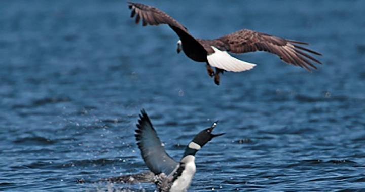 Dollar fight? Loon killed bald eagle with ‘shot through the heart’ - globalnews.ca - state Maine