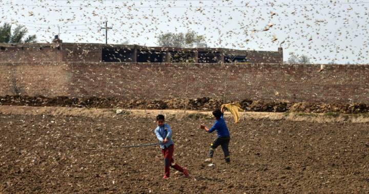 Swarms of hungry locusts bring potential for famine during coronavirus - globalnews.ca - Pakistan - Ethiopia - Kenya - Uganda - Djibouti