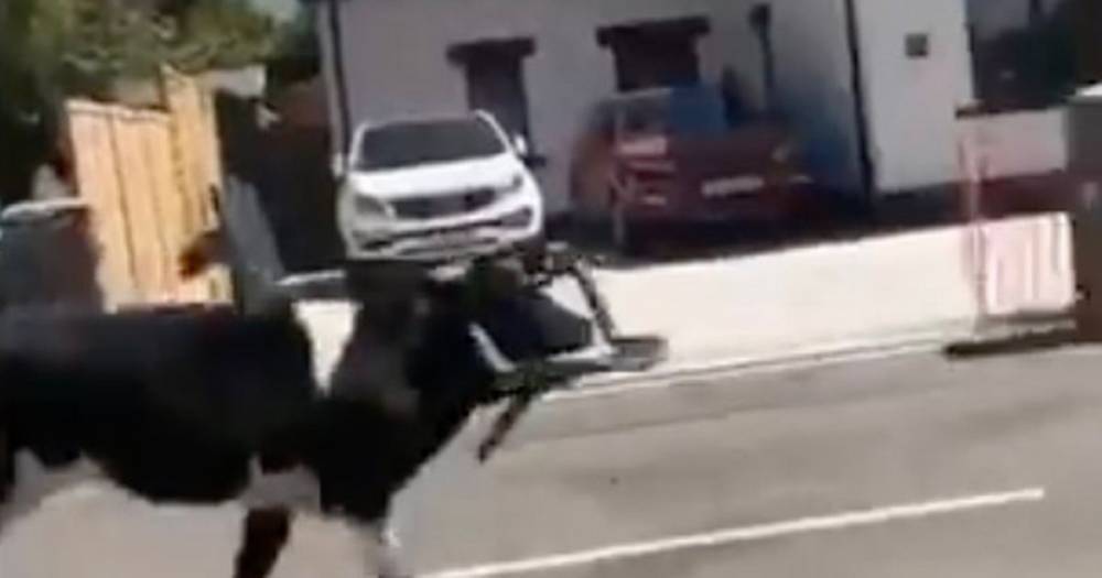 Cows escape farm to run down street – and one somehow got a chair stuck on its head - dailystar.co.uk