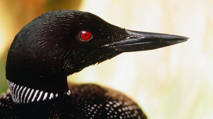 A loon killed a bald eagle by stabbing its heart, biologist says - fox29.com - state New Hampshire - state Maine