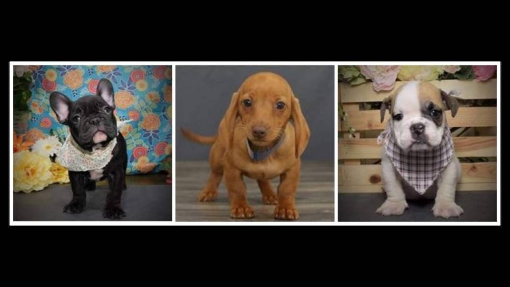 16 puppies worth $100,000 stolen from Orlando pet store, deputies say - clickorlando.com - Britain - France - state Florida - county Orange - city Orlando