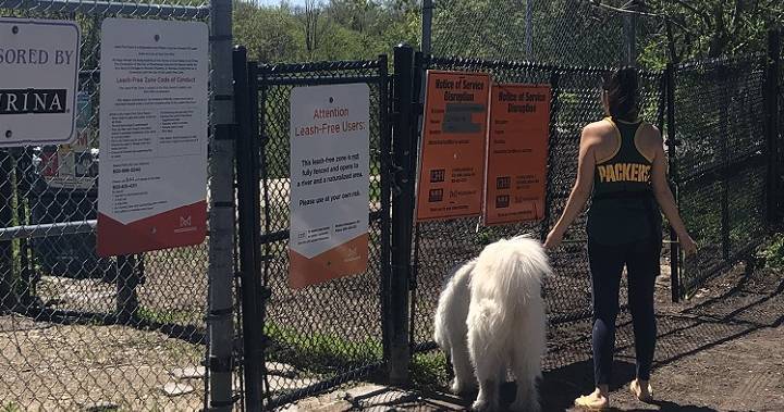Coronavirus: Confusion over why off-leash dog parks remain closed in Peel Region - globalnews.ca
