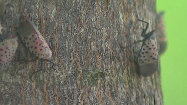The Spotted Lanternfly makes its return to region - fox29.com - state Pennsylvania