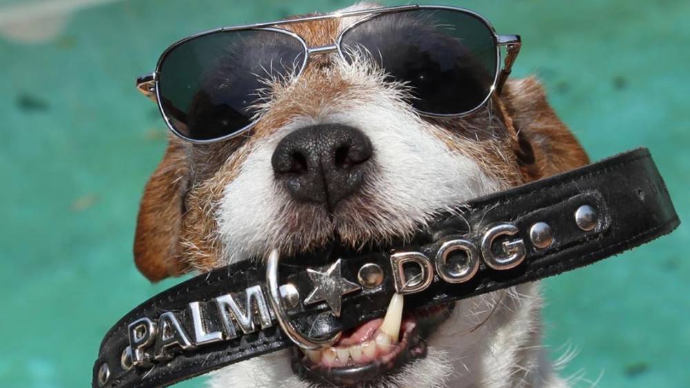 Late 'The Artist' Star Uggie Crowned Top Palm Dog of Past 20 Years in Virtual Ceremony (Exclusive) - hollywoodreporter.com