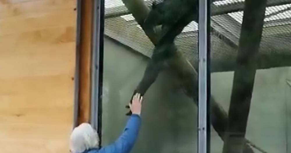 Chimpanzee 'hold hands' with carer first time after 40 years in heartwarming clip - dailystar.co.uk - New Zealand